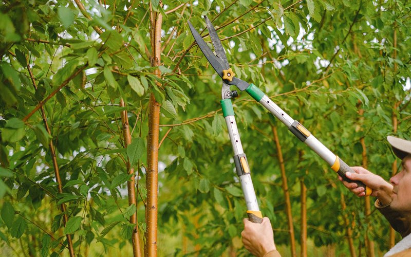 Tree trimming in Grace City, ND
