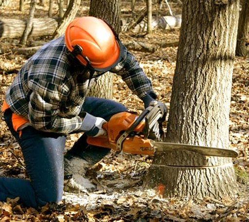 Tree Removal in Grace City, ND